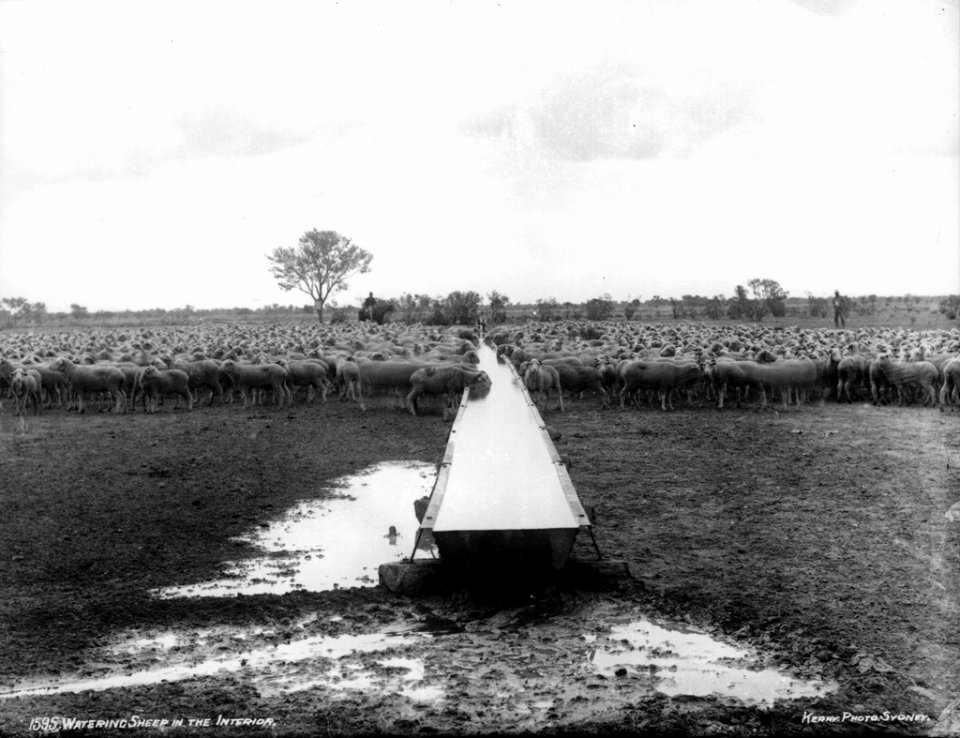 Watering sheep in the interior from The Powerhouse Museum Collection