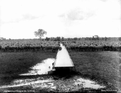 Watering sheep in the interior from The Powerhouse Museum Collection