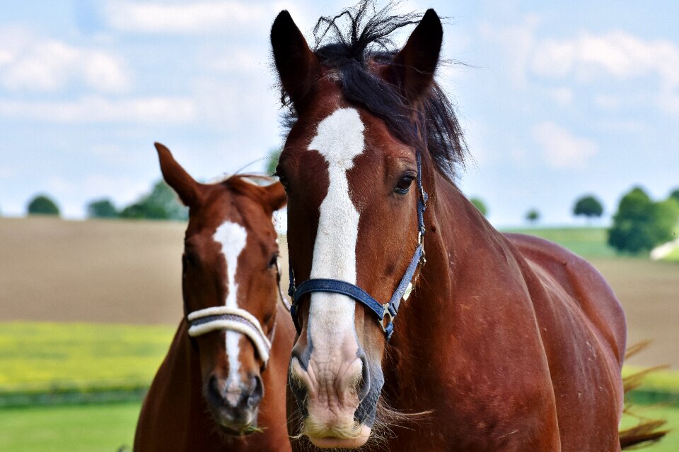 Stallion eat paddock