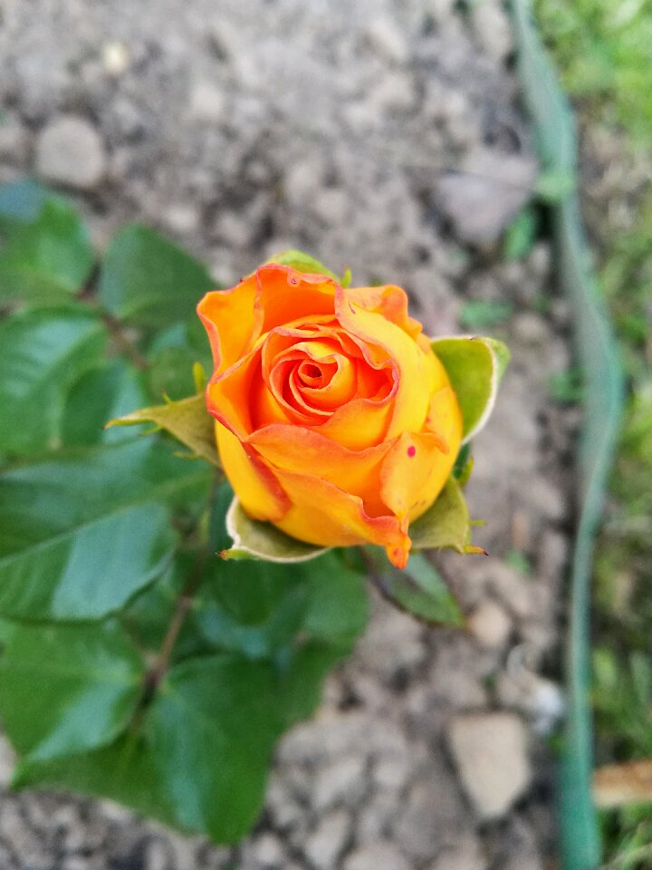 Flowers tender rose summer