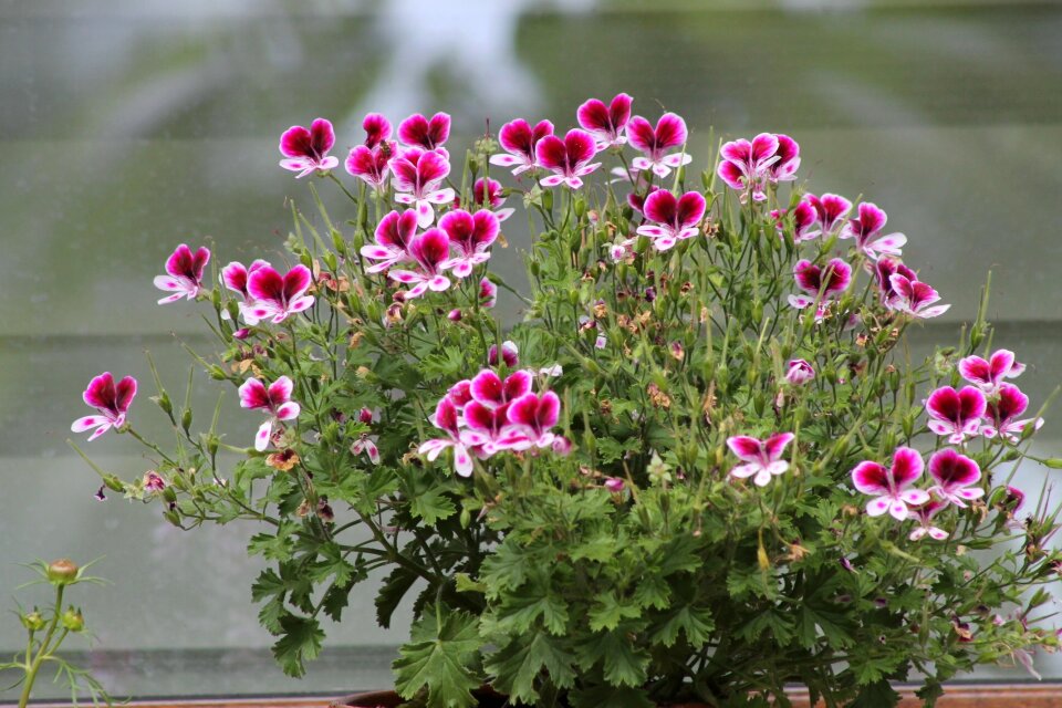 Garden summer potted plant