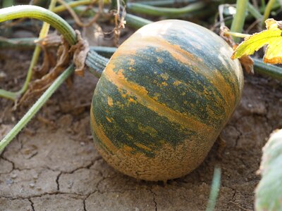 Field bio autumn