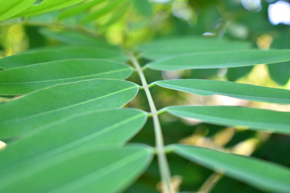 Green leaves leaves branch