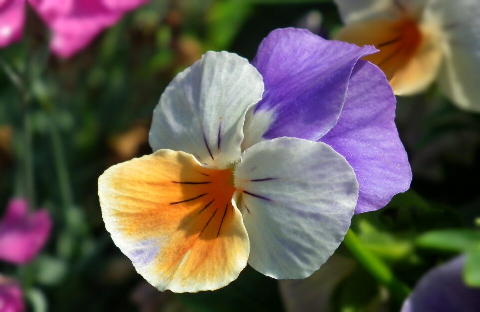Garden nature petal
