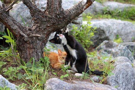 Baby cats kitten pet