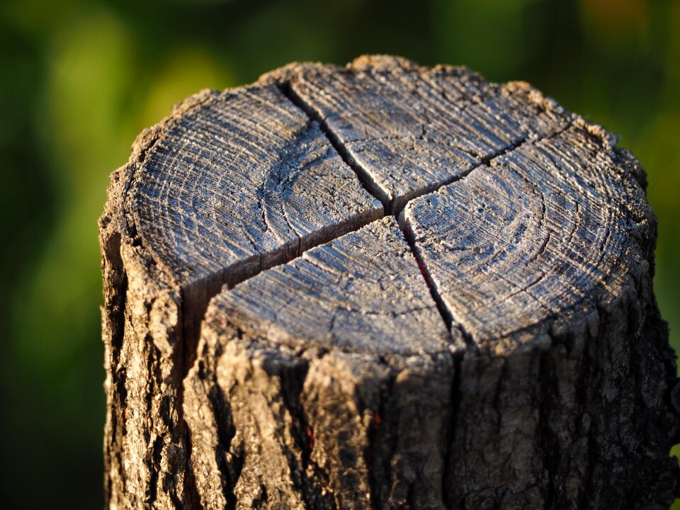 Wood nature structure