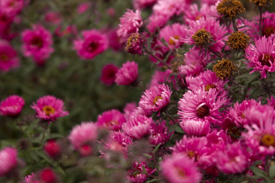 Village flower pink flower