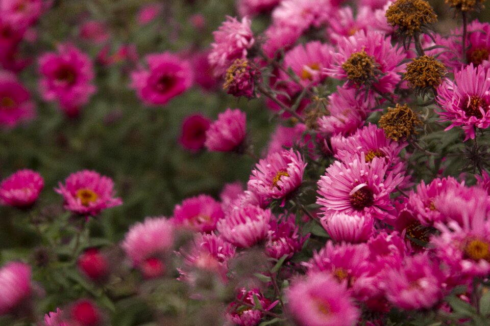 Village flower pink flower photo