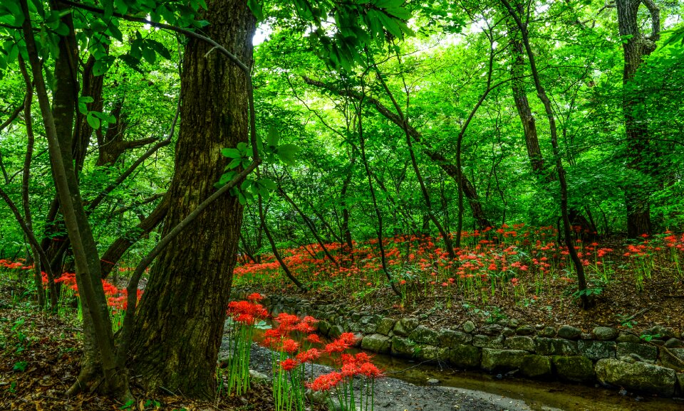 Details of non lycoris squamigera the forest of the morning