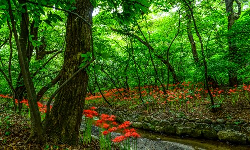 Details of non lycoris squamigera the forest of the morning