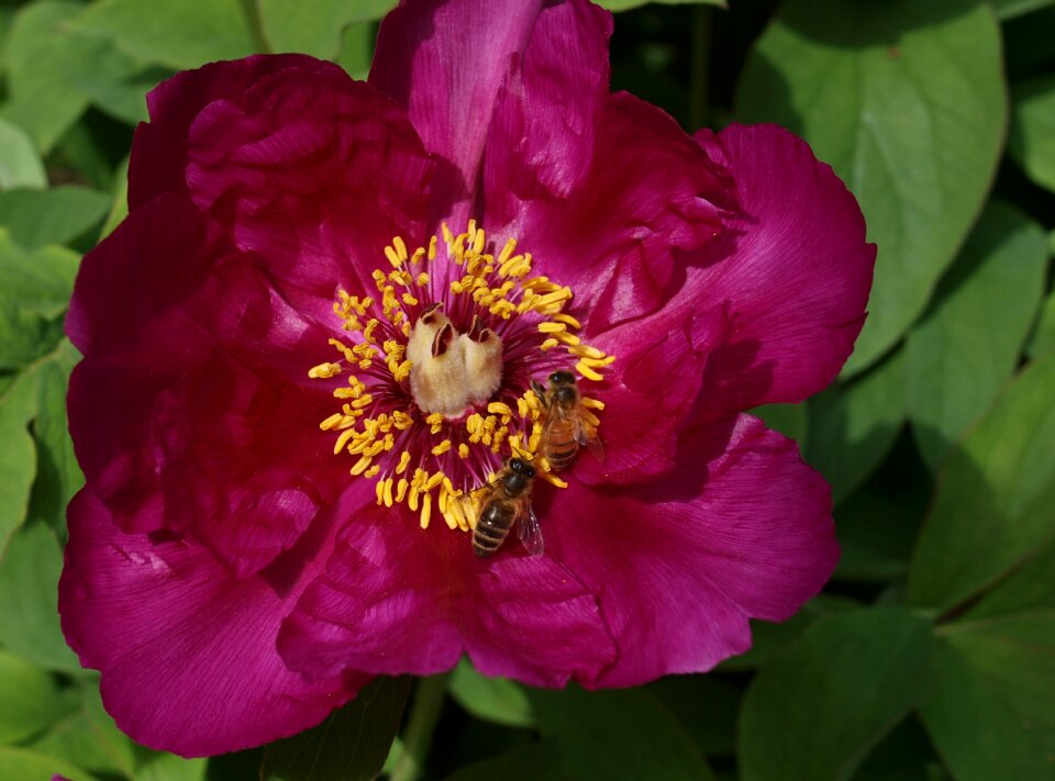 Garden summer color