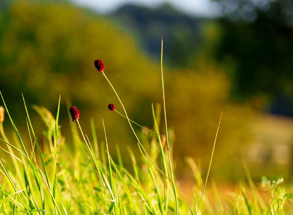 Nature green plant