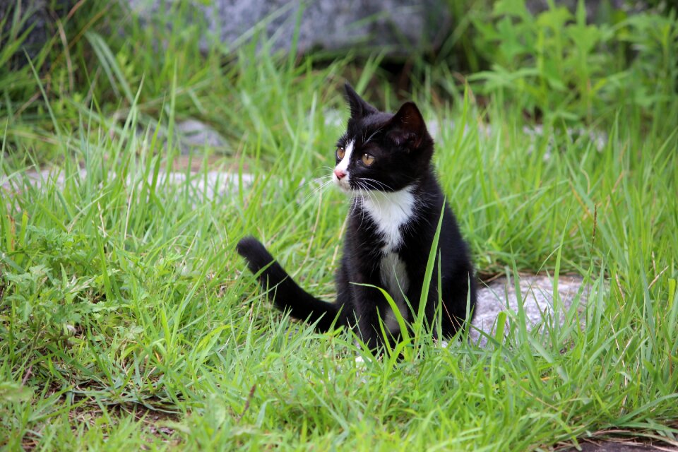 The black cat pet kitten