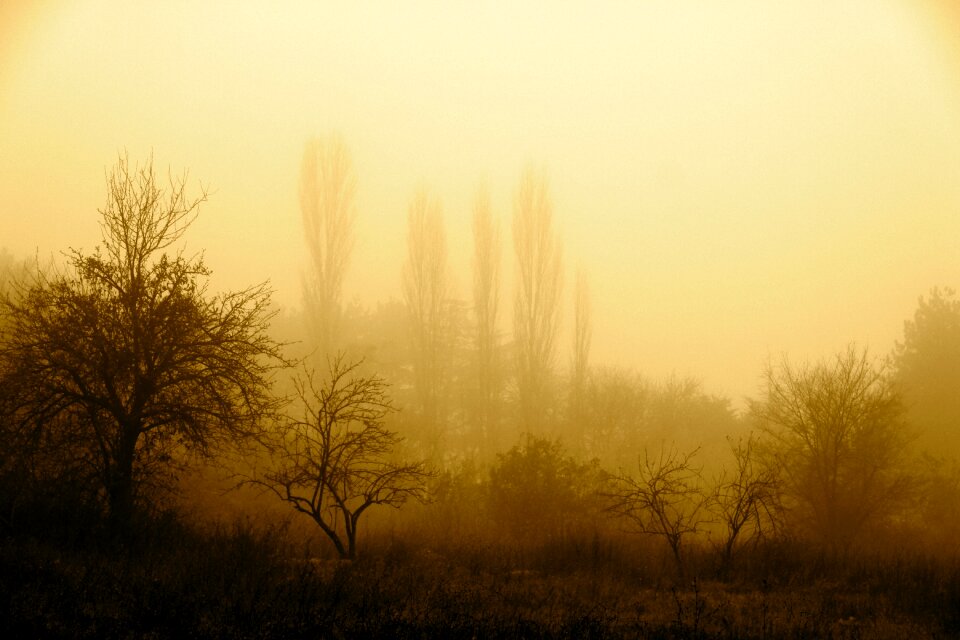 Fog autumn nature