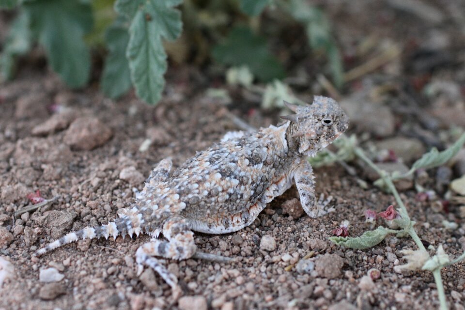 Phrynosoma lizard reptile