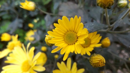 Summer leaf blooming