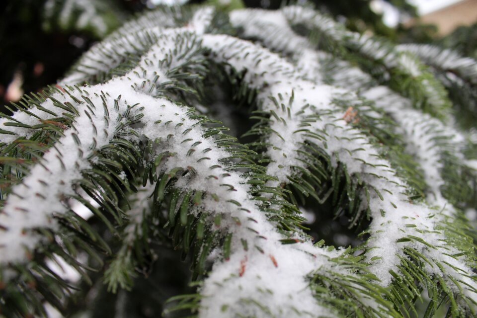 Snow frost season