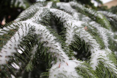 Snow frost season photo