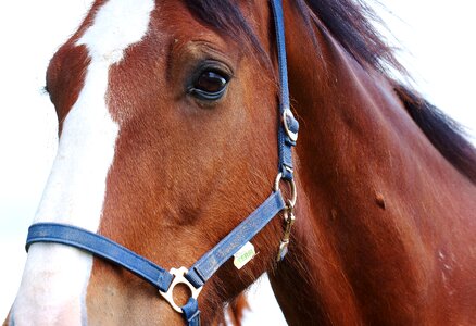 Brown shire horse view photo