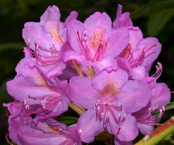 Garden summer rhododendron photo