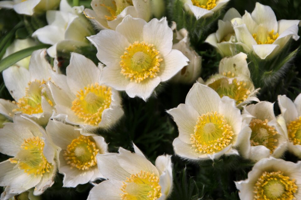 White petals sasanki pulsatille