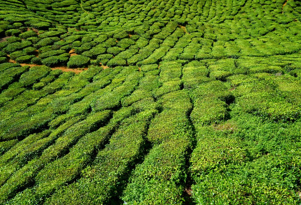 Landscape green plant
