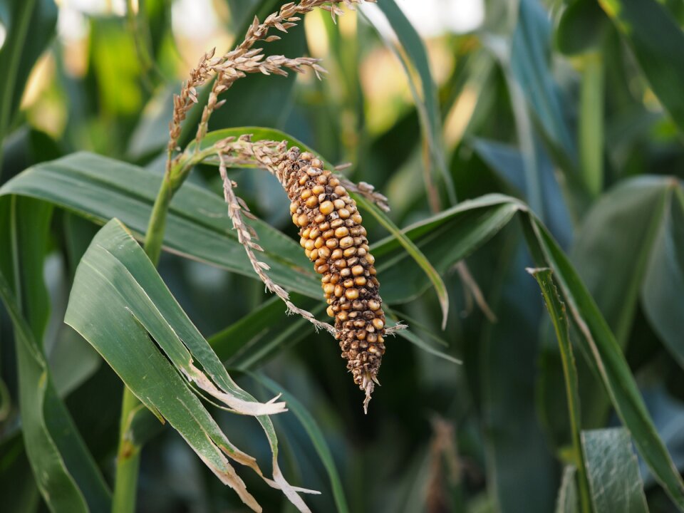 Cereals autumn culture of maize