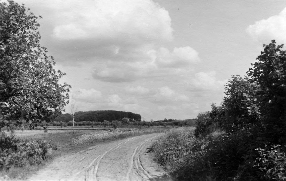 Weg im Schlüsbeker Moor (Kiel 70.293)