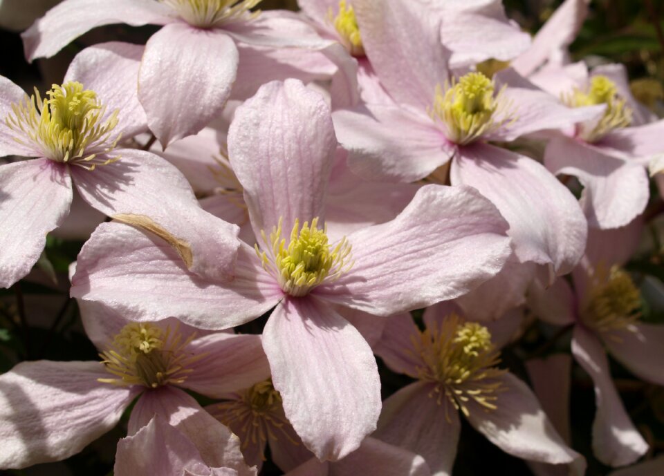Garden blooming springtime