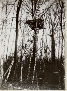 Wegen Laubmangel verlassener Artillerie-Beobachterstand (BildID 15651898)