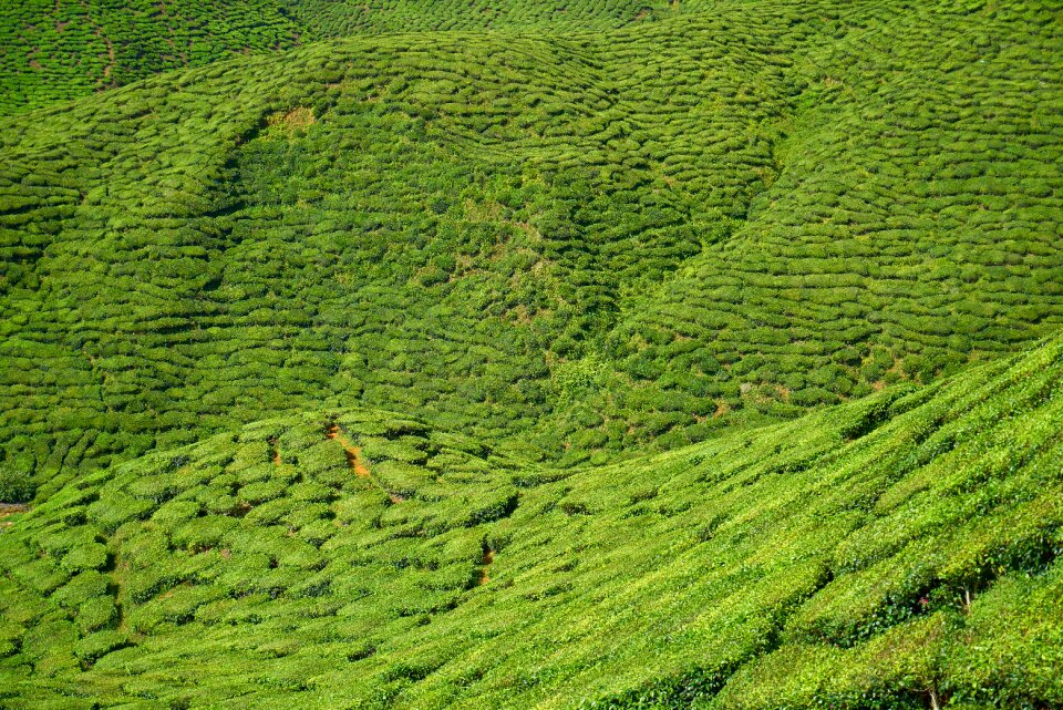 Landscape green plant