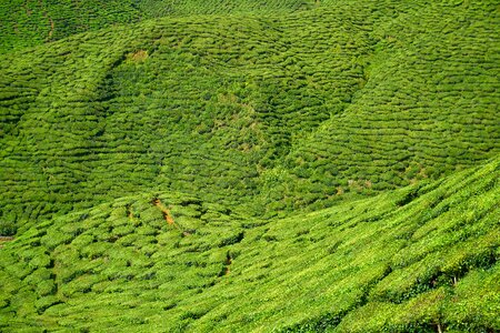 Landscape green plant