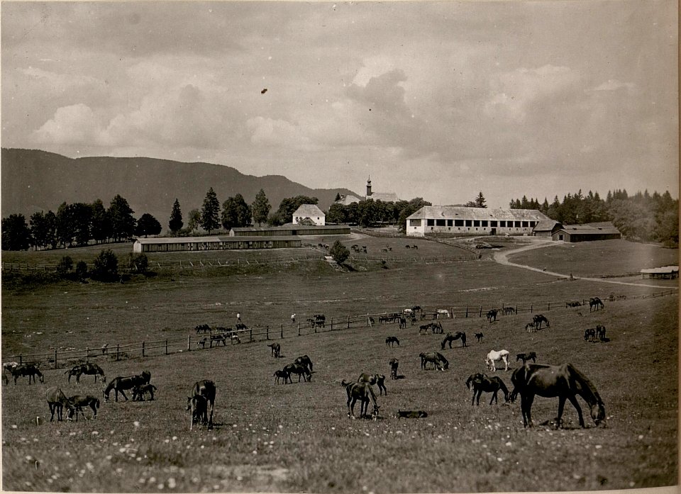 Weideplatz auf den Tauern. (BildID 15799860)