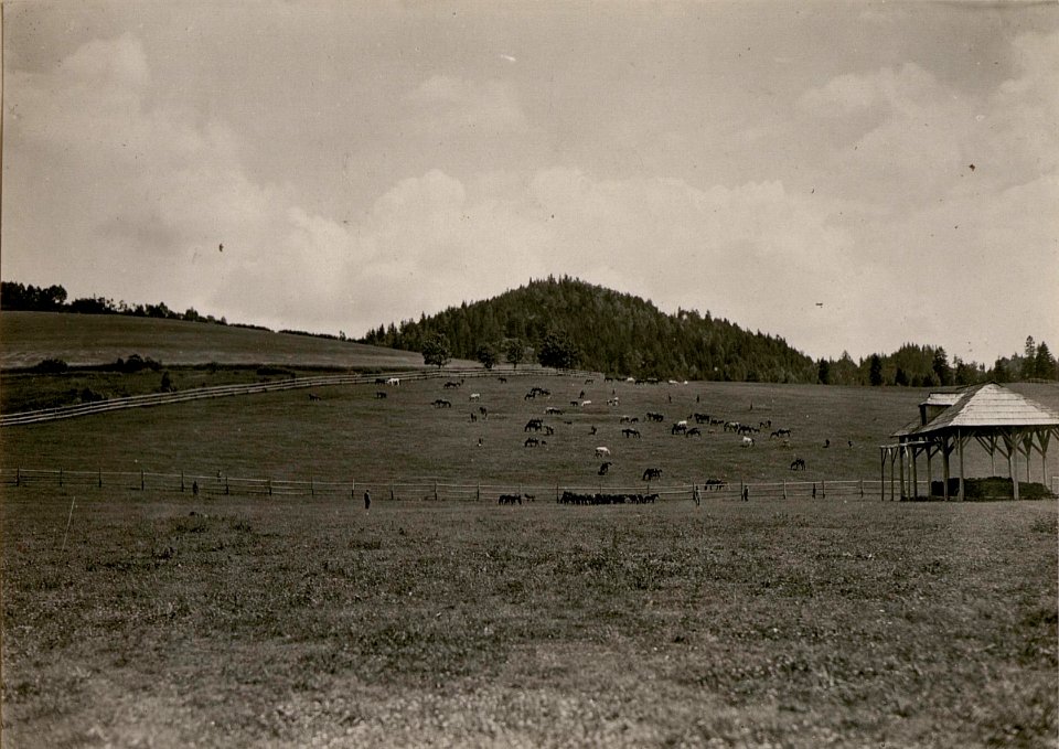 Weideplatz auf den Tauern bei Ossiach. (BildID 15799867)
