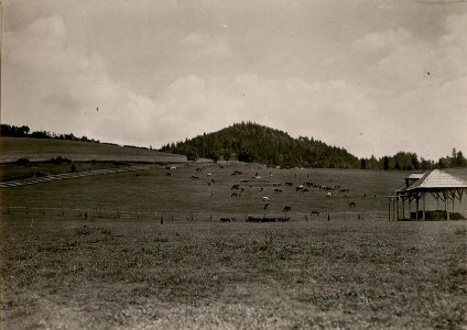 Weideplatz auf den Tauern bei Ossiach. (BildID 15799867)