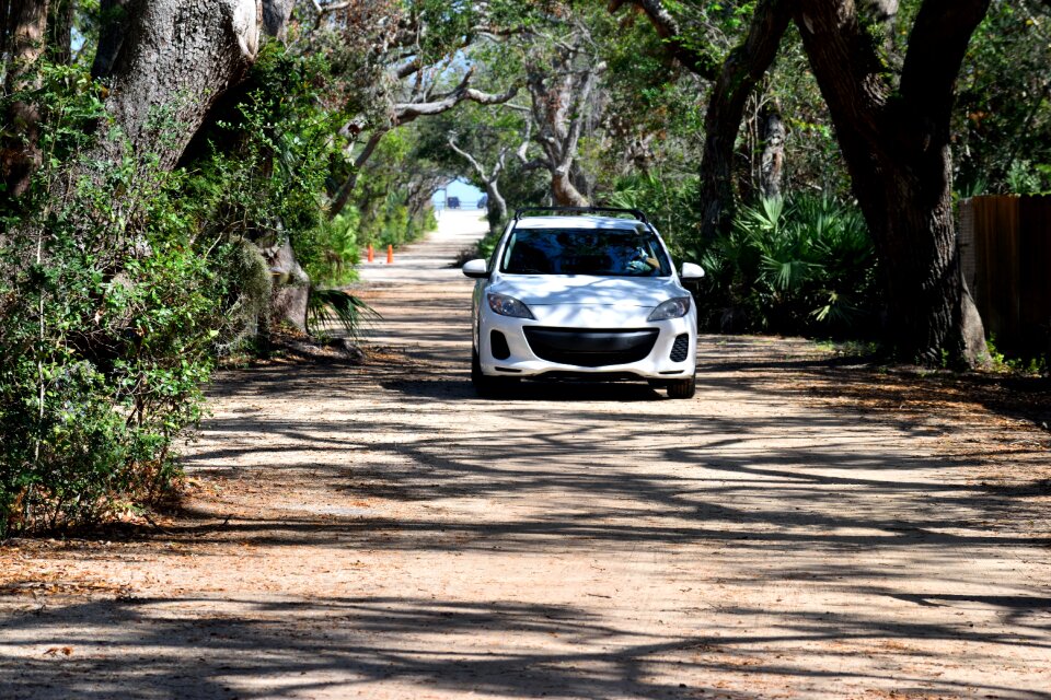 Roadway landscape shaded trees
