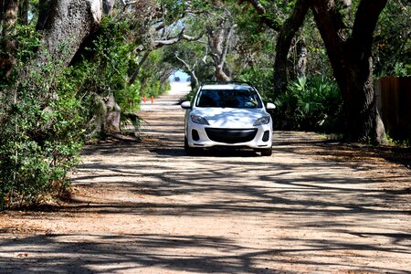 Roadway landscape shaded trees photo