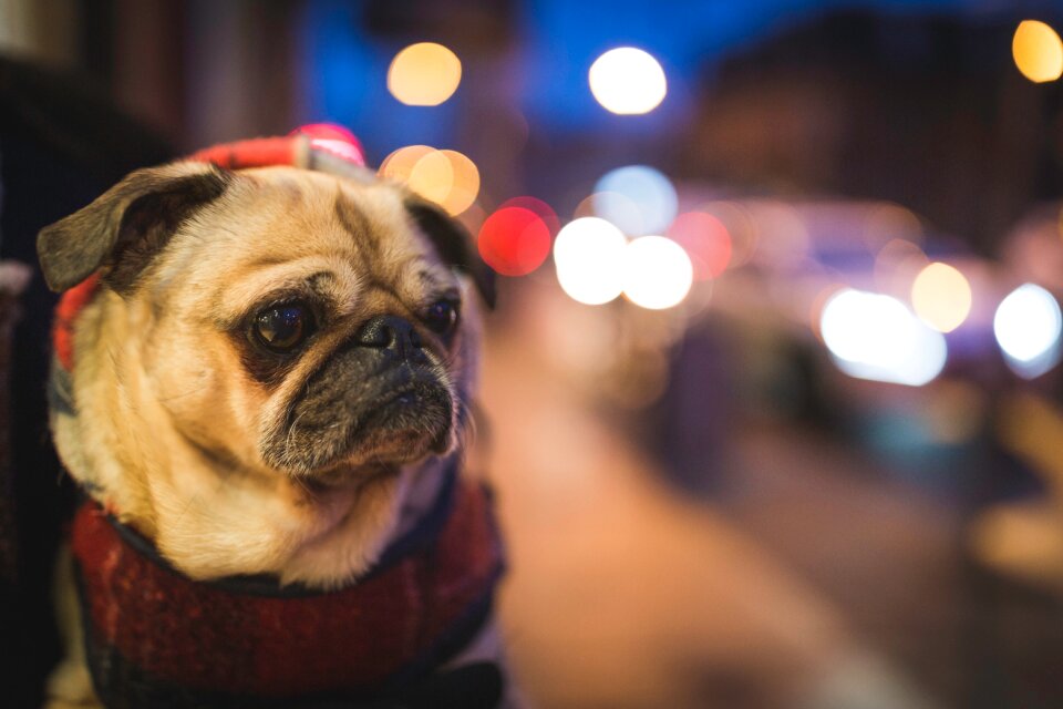 Friend pet street