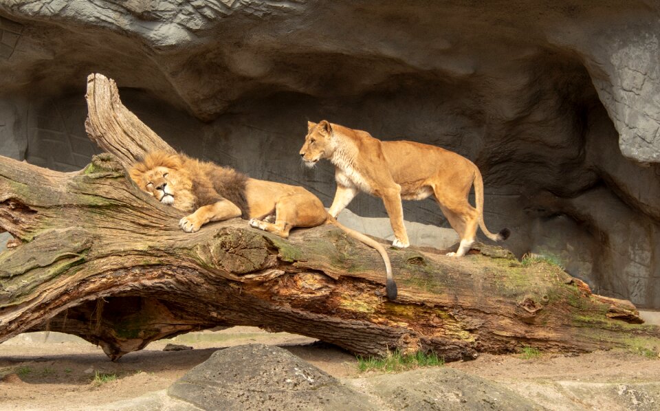 Animal wild carnivores
