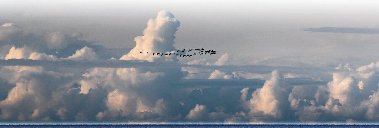 Together holiday flyer flying home