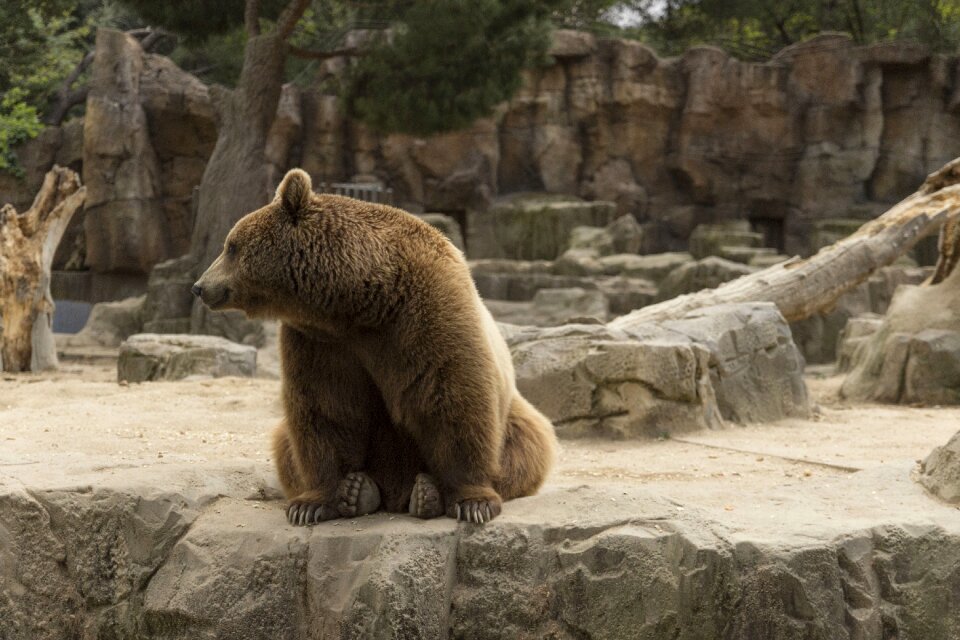 Waiting for food in the zoo madrid zoo
