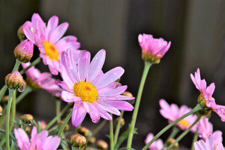 Summer petal raindrop