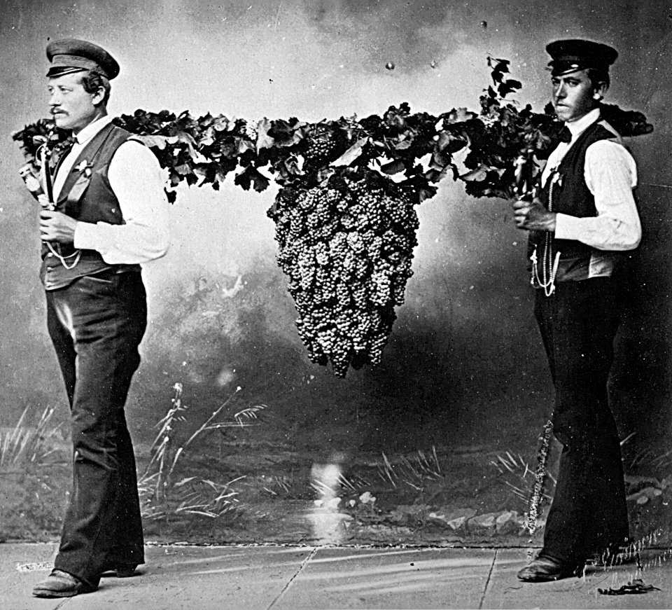 Weingärtner mit Kalebstraube