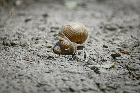 Snail shell Free photos