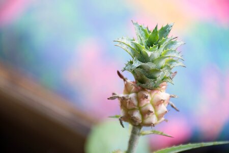 Green life plant