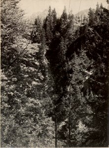 Weissenbach-Schlucht. Ueberquerung der 10.000 Volt Leitung. Aufgenommen am 21. Mai 1916. (BildID 15475496)