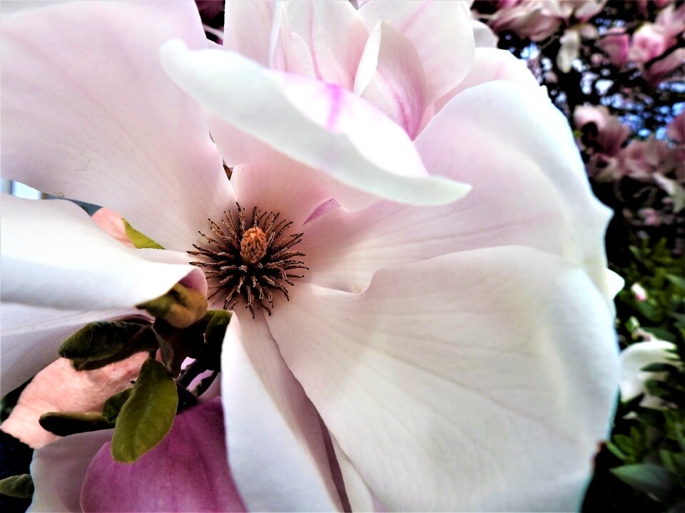 Flowering garden season