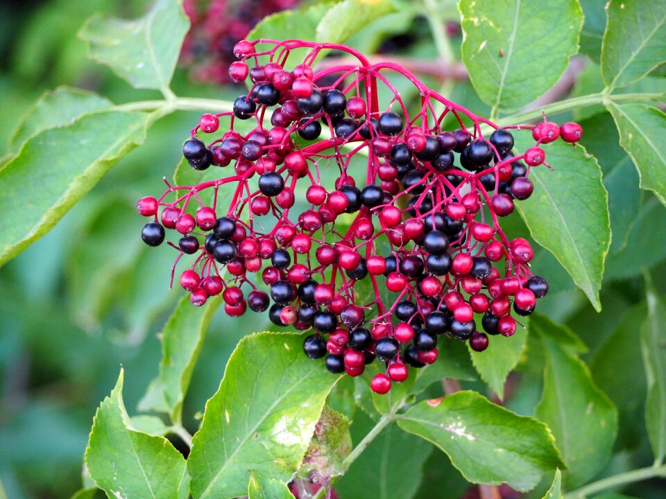 Elderberries elder holder bush