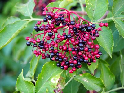 Elderberries elder holder bush photo