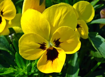 Nature plant garden